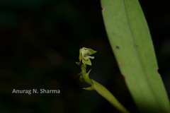 Polystachya flavescens